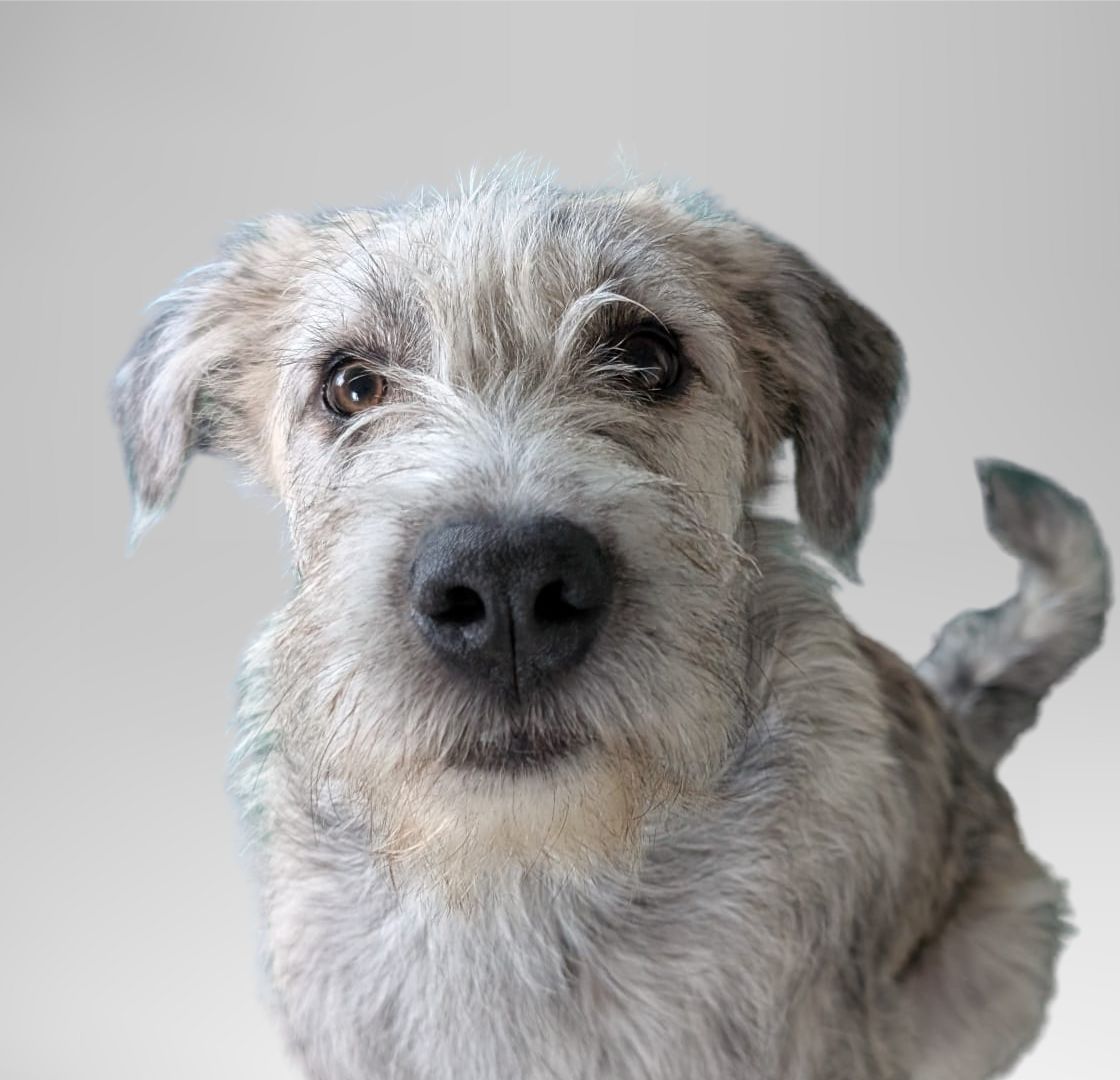 Portret van Ralph, teammascotte